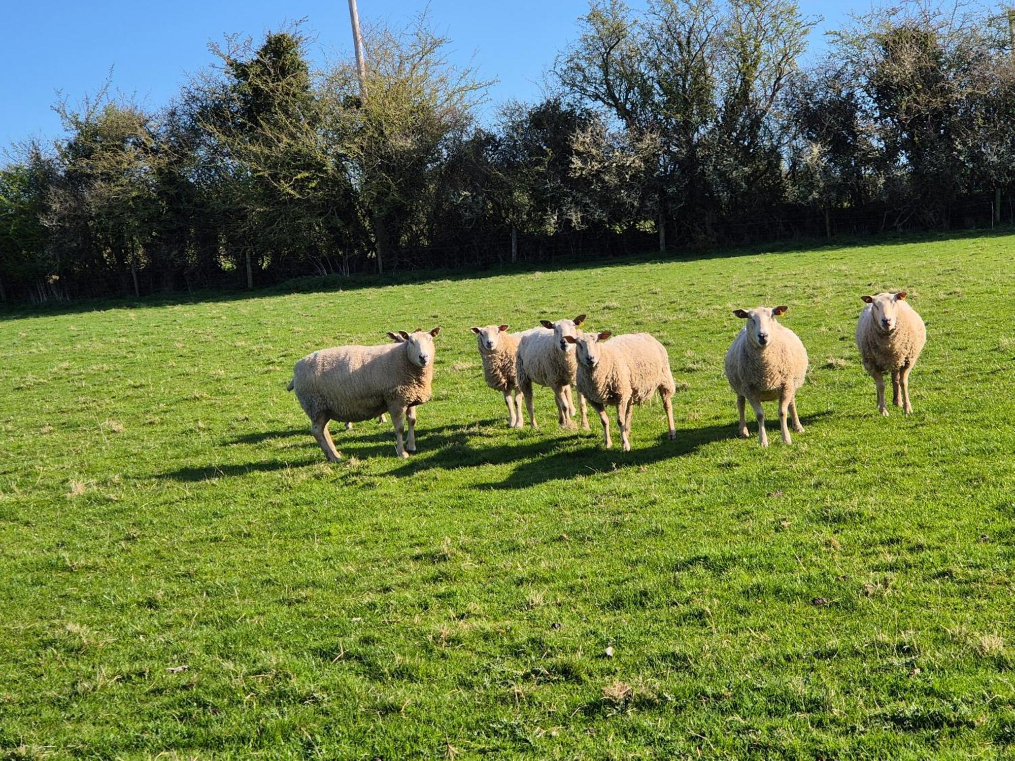 Appartement Farm View Kilkenny