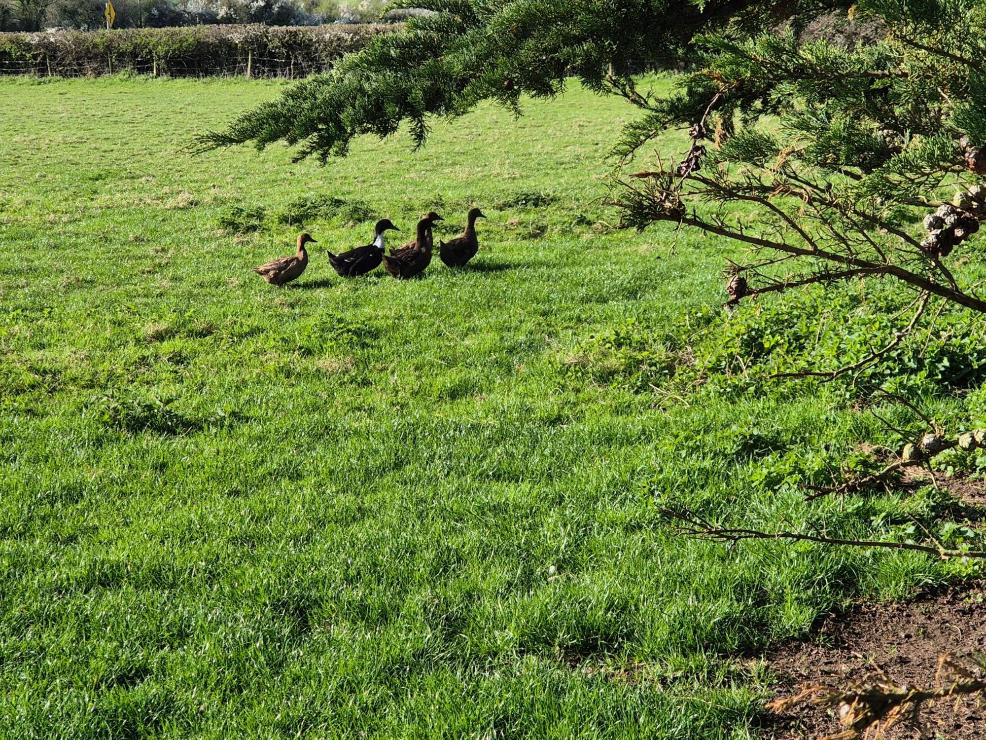 Appartement Farm View *